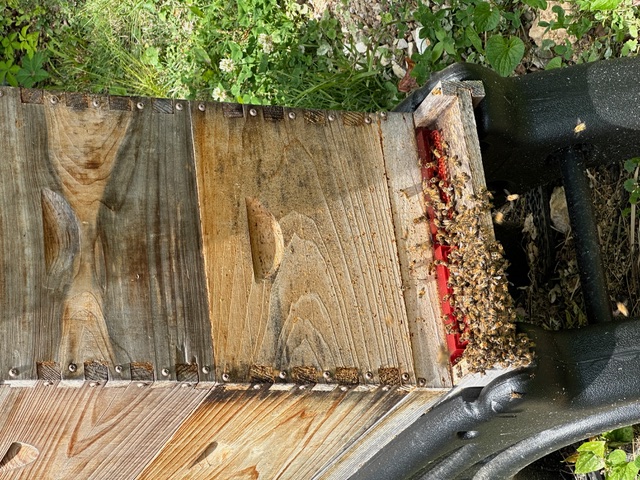 Honeybees active at the hive entrance