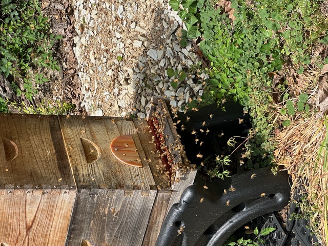 Honeybees entering and exiting the hive