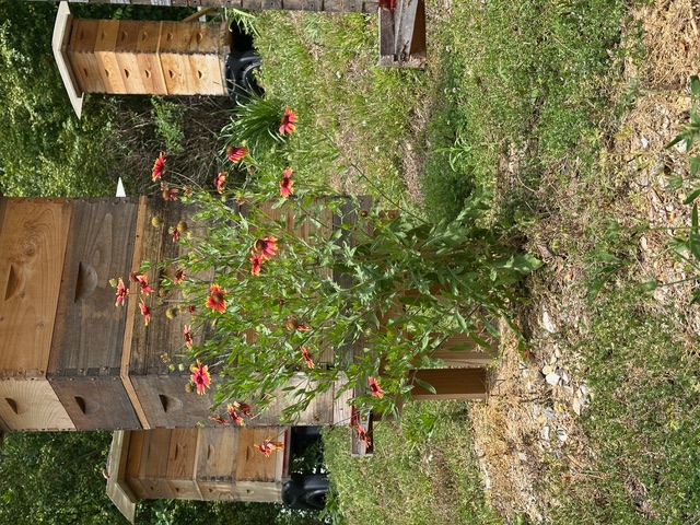 Beehives and wildflowers at the Northwoods Apiary grounds